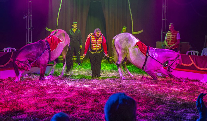 Duitse circusfamilie Bossle slaat dit paasweekend tenten op in Didam